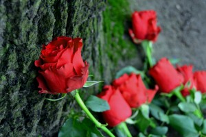 OYC memorial left in Auschwitz